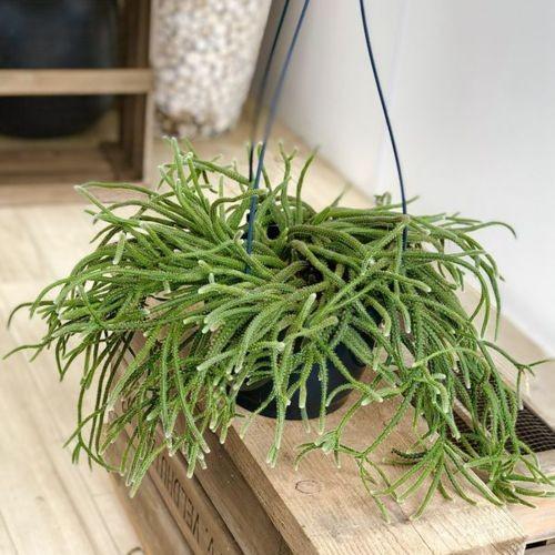 多肉植物 観葉植物 リプサリス ホリダ 7号 F5150v 遊恵盆栽 Yahoo 店 通販 Yahoo ショッピング