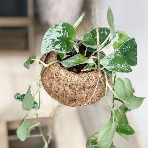 観葉植物：シラフカズラ スキンダプサス ヤシの実ハンギング鉢カバー