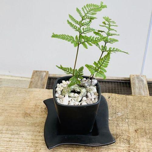 観葉植物 山野草 ネコの手シノブ 石化シノブ スクエアシュリケン鉢 受皿付 F5158v 遊恵盆栽 Yahoo 店 通販 Yahoo ショッピング