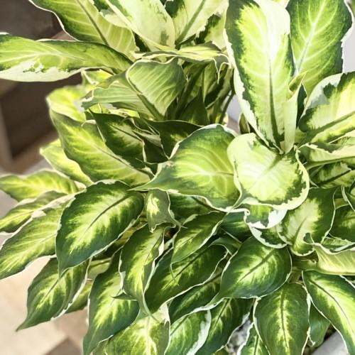 訳あり おしゃれ 観葉植物 ディフェンバキア クールビューティー 鉢植え 現品 Sale F5167v 遊恵盆栽 Yahoo 店 通販 Yahoo ショッピング