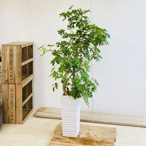 訳あり特価 おしゃれ 観葉植物：シェフレラ カポック 陶器鉢