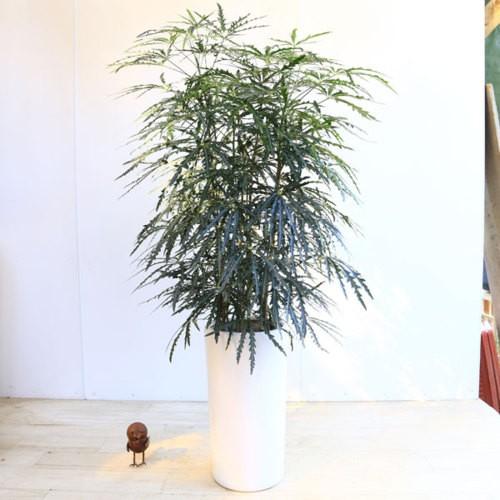 おしゃれ 観葉植物 アラレア あられあ 陶器鉢 大型ヤマト便 F51v 遊恵盆栽 Yahoo 店 通販 Yahoo ショッピング