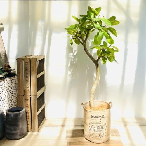 上質で快適 おしゃれ 観葉植物 フィカス アルテシーマ ジュートカバーly45 ココヤシ飾り 大型佐川急便配送 現品3番 F51v 遊恵盆栽 Yahoo 店 通販 Yahoo ショッピング 売れ筋 Arraba Ps