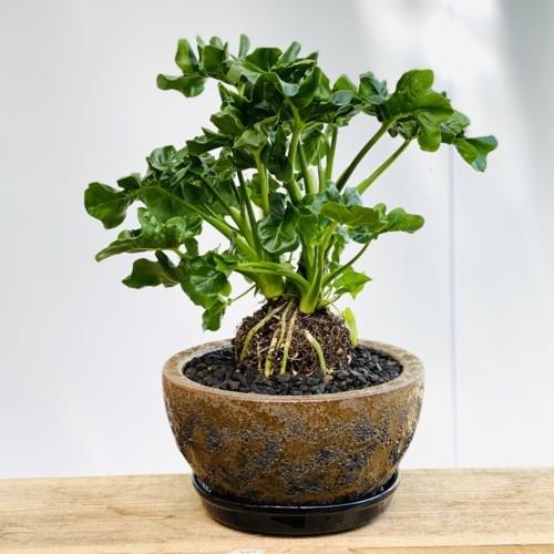 おしゃれ 観葉植物:セローム アトム*鉢植え 富士砂 : 遊恵盆栽 おしゃれ 観葉植物:セローム アトム*鉢植え 富士砂 : 遊恵盆栽
