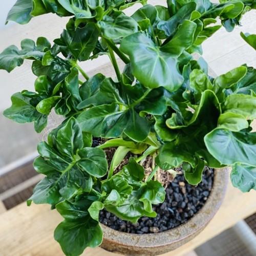 おしゃれ 観葉植物：セローム アトム*鉢植え 富士砂 : 遊恵盆栽 Yahoo