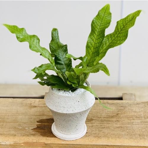 おしゃれ シダ植物 観葉植物：クロコダイルファン*モダン鉢植え