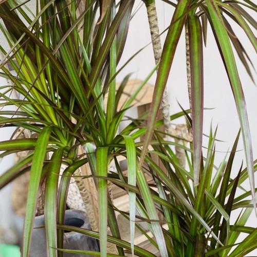 観葉植物 真実の木：ドラセナ マジナータ*黒鉢 受皿付 バーク 大型佐川