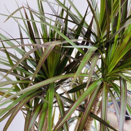 観葉植物 真実の木：ドラセナ マジナータ*黒鉢 受皿付 バーク 大型佐川