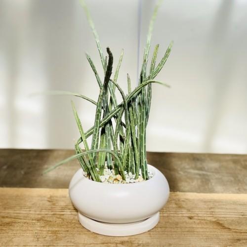 おしゃれ 観葉植物 多肉植物 セネシオ スタペリフォルミス 鉢植え F50v 遊恵盆栽 Yahoo 店 通販 Yahoo ショッピング