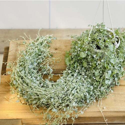 おしゃれ 観葉植物 ダイコンドラ シルバーフォールズ 吊り鉢 ディコンドラ F55v 遊恵盆栽 Yahoo 店 通販 Yahoo ショッピング