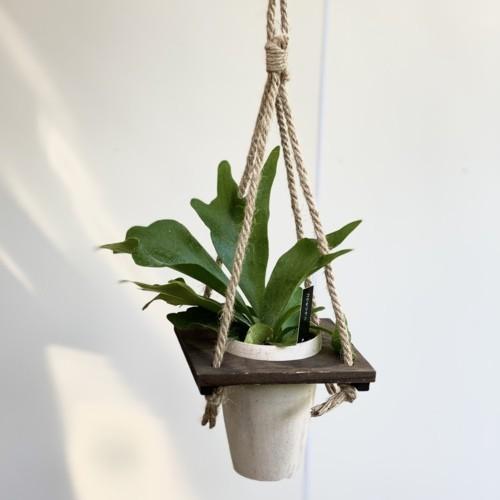 おしゃれ 観葉植物：コウモリラン ビカクシダ*麻ひもウッド吊り鉢