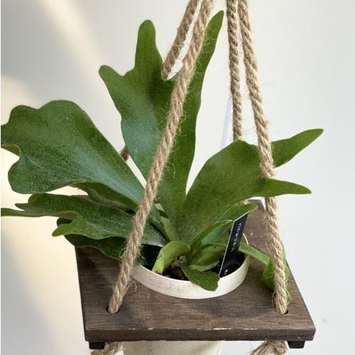 おしゃれ 観葉植物：コウモリラン ビカクシダ*麻ひもウッド吊り鉢