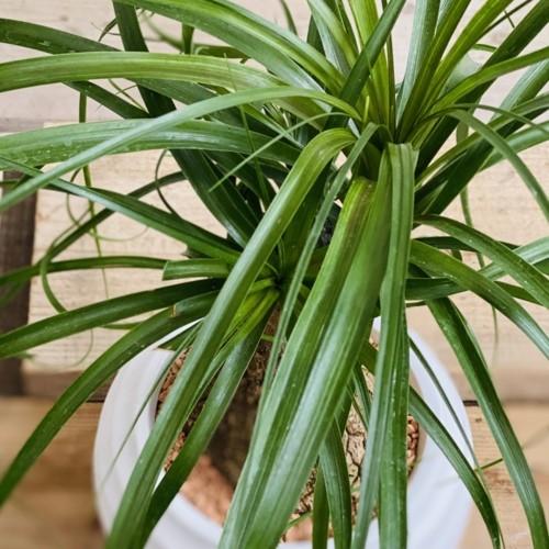 おしゃれ 観葉植物：トックリラン ポニーテール*ノリナ 鉢植え 受皿付