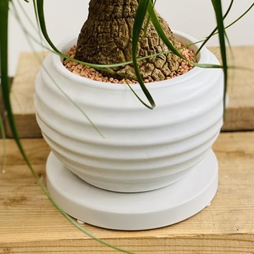 おしゃれ 観葉植物：トックリラン ポニーテール*ノリナ 鉢植え 受皿付