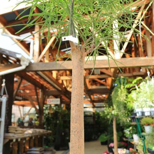 おしゃれ 観葉植物 ブラキキトン ボトルツリー 大型佐川急便 現品 Sale F5225v 遊恵盆栽 Yahoo 店 通販 Yahoo ショッピング