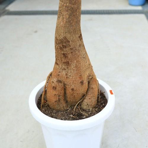 おしゃれ 観葉植物:ブラキキトン ボトルツリー*大型佐川急便 おしゃれ 観葉植物:ブラキキトン ボトルツリー*大型佐川急便