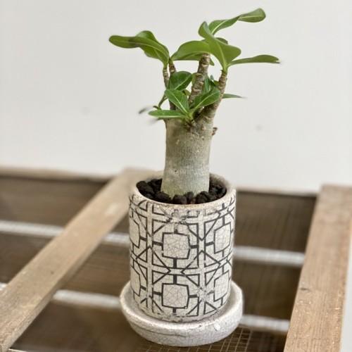 おしゃれ 観葉植物 コーデックス アデニウム アラビカム 鉢植え 受皿付 F5227v 遊恵盆栽 Yahoo 店 通販 Yahoo ショッピング