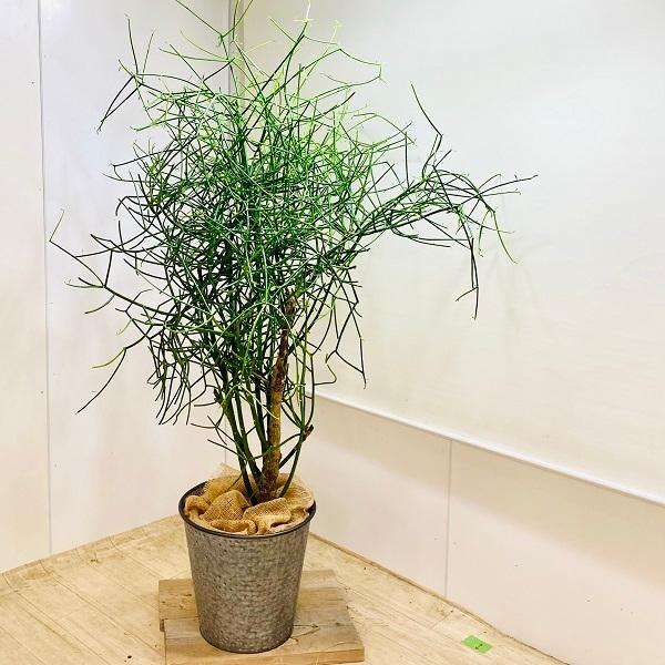 おしゃれ　観葉植物　多肉植物：ミルクブッシュ*大型佐川急便　現品