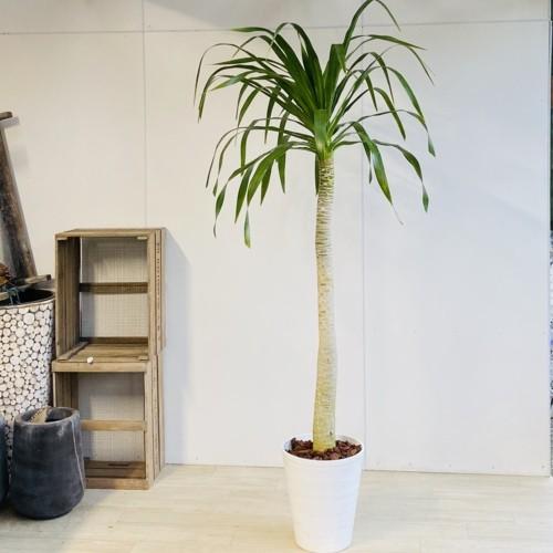 観葉植物：ドラセナ パラオ*セラアート 現品 大型佐川急便 : 遊恵盆栽