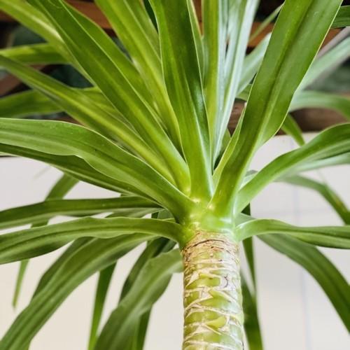 観葉植物：ドラセナ パラオ*セラアート 現品 大型佐川急便 : 遊恵盆栽