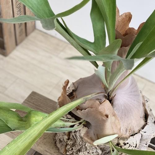 おしゃれ 観葉植物：ビカクシダ コウモリラン ネザーランド*コルク