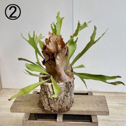 おしゃれ 観葉植物：ビカクシダ コウモリラン ネザーランド*コルク