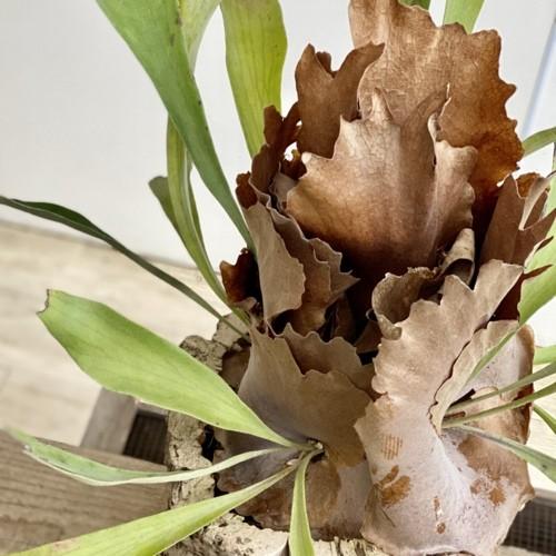 おしゃれ 観葉植物：ビカクシダ コウモリラン ネザーランド*コルク