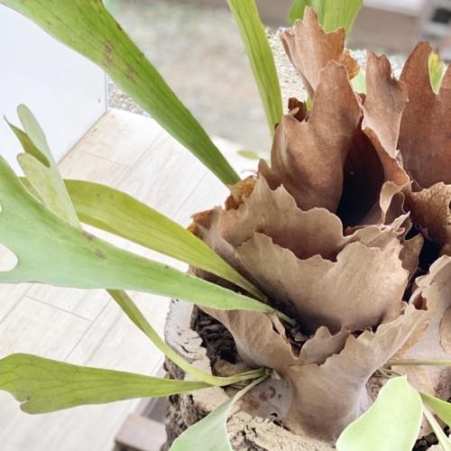 おしゃれ 観葉植物：ビカクシダ コウモリラン ネザーランド*コルク