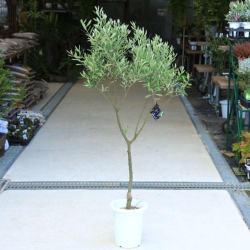 観葉植物 おしゃれ シンボルツリー：オリーブの木 8号*現品 大型ヤマト