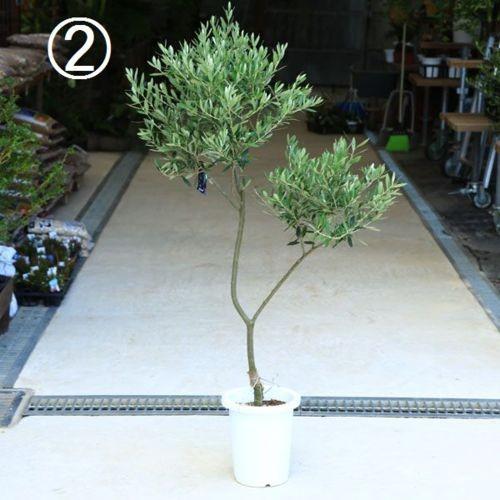 観葉植物 おしゃれ シンボルツリー：オリーブの木 8号*現品 大型ヤマト