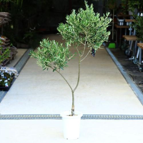 観葉植物 おしゃれ シンボルツリー：オリーブの木 8号*現品 大型ヤマト