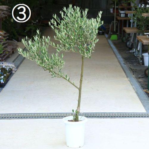 観葉植物 おしゃれ シンボルツリー：オリーブの木 8号*現品 大型ヤマト