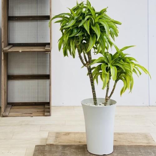 訳あり 観葉植物：ドラセナ レモンサンライズ*プラポット 現品 : 遊恵