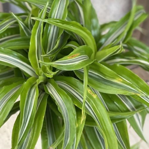 訳あり 観葉植物：ドラセナ レモンサンライズ*プラポット 現品 : 遊恵