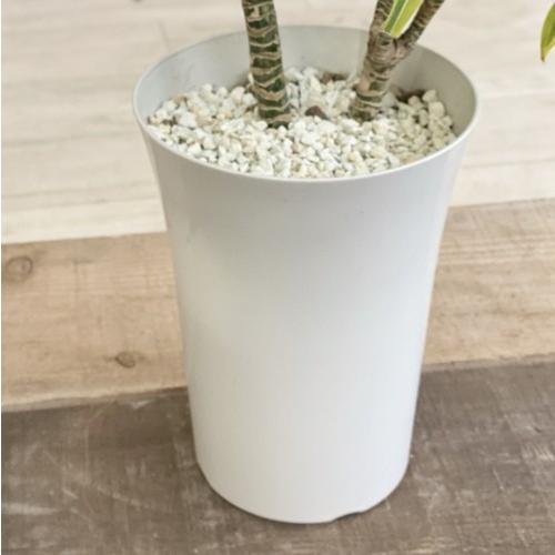 訳あり 観葉植物：ドラセナ レモンサンライズ*プラポット 現品 : 遊恵