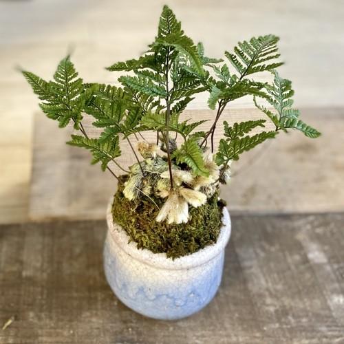 おしゃれ 観葉植物：トキワシノブ*鉢カバー 苔付き : 遊恵盆栽 Yahoo