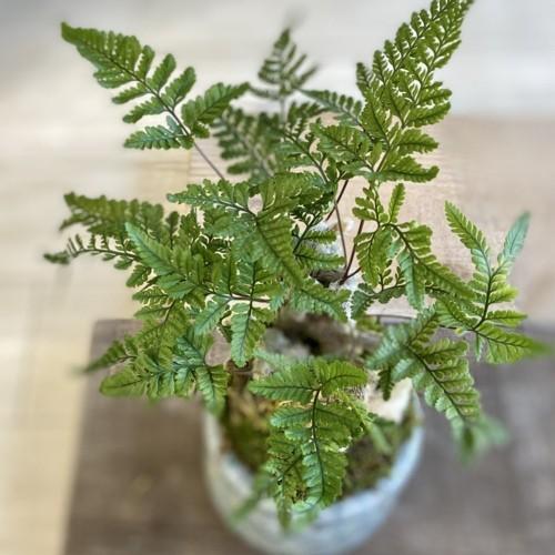 おしゃれ 観葉植物：トキワシノブ*鉢カバー 苔付き : 遊恵盆栽 Yahoo