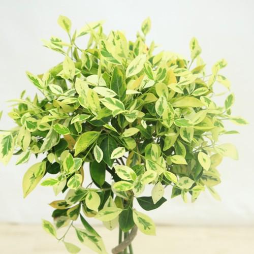 観葉植物：斑入りガジュマル*らせん仕立て 陶器鉢 大型ヤマト便 : 遊恵