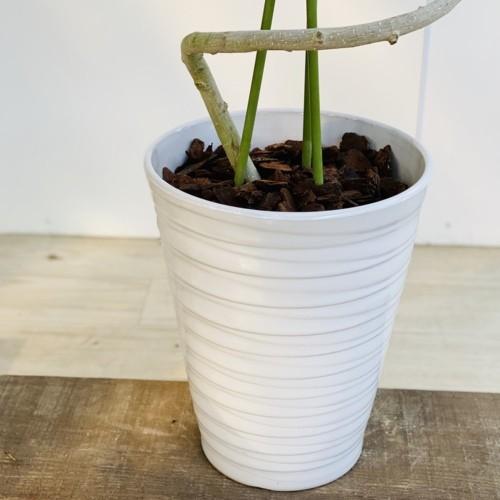 観葉植物：斑入りガジュマル*らせん仕立て 陶器鉢 大型ヤマト便 : 遊恵