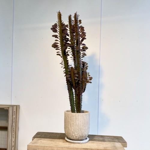 多肉植物 観葉植物：ユーフォルビア 紅彩雲閣*トリゴナロイヤルレッド