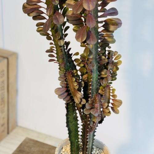 多肉植物 観葉植物：ユーフォルビア 紅彩雲閣*トリゴナロイヤル