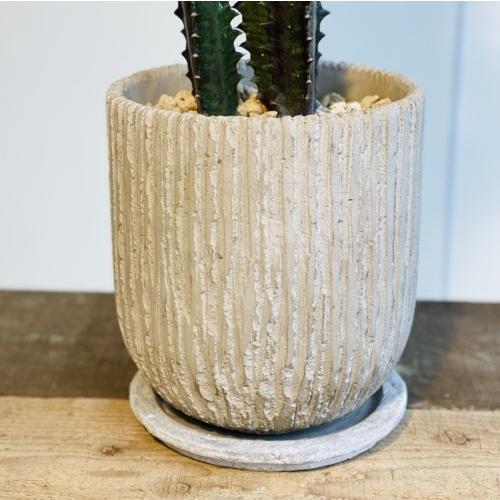 多肉植物 観葉植物：ユーフォルビア 紅彩雲閣*トリゴナロイヤルレッド