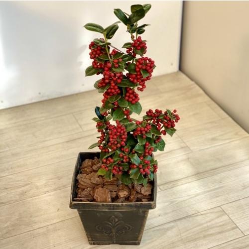 観葉植物 花木：クリスマスホーリー 鉢植え*チャイニーズホーリー 西洋