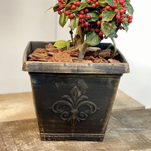 観葉植物 花木：クリスマスホーリー 鉢植え*チャイニーズホーリー 西洋