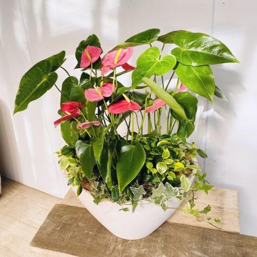 観葉植物 アンスリウム寄せ植え F5280v 遊恵盆栽 Yahoo 店 通販 Yahoo ショッピング