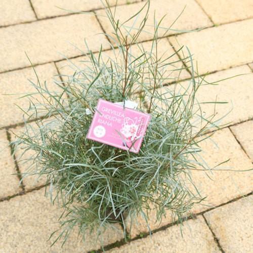 花苗 観葉植物：グレビレア エンドリチェリアナ*7号 : 遊恵盆栽 Yahoo