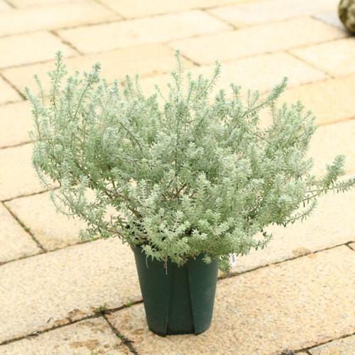 花苗 観葉植物 ウエストリンギア フルティコサ 斑入り 7号 F5285v 遊恵盆栽 Yahoo 店 通販 Yahoo ショッピング