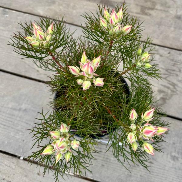 おしゃれ 希少品種 観葉植物：セルリア プリティピンク*5号 : 遊恵盆栽