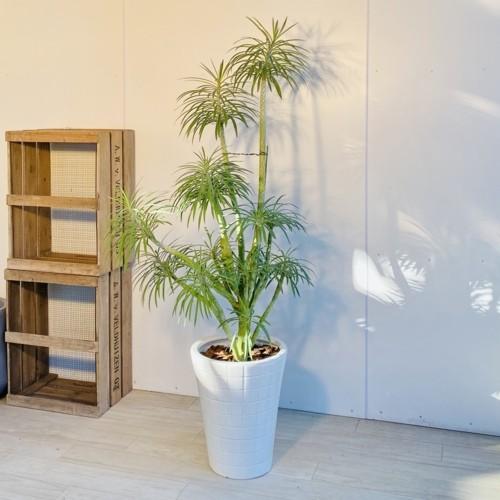 多肉植物 観葉植物 モンキーツリー 陶器鉢 現品 大型佐川急便 セネキオ F5290v 遊恵盆栽 Yahoo 店 通販 Yahoo ショッピング