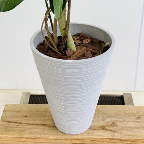 観葉植物 フィカスベンガレンシス ベンガルゴム ファイバー鉢 バークチップ 大型佐川急便 現品 F5291v 遊恵盆栽 Yahoo 店 通販 Yahoo ショッピング